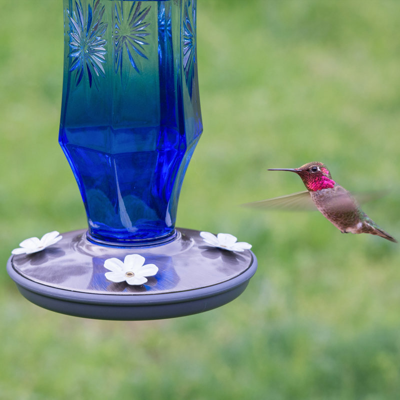 ハミングバード Arlmont & Co. Perky-Pet Starburst Vintage Glass Hummingbird Feeder